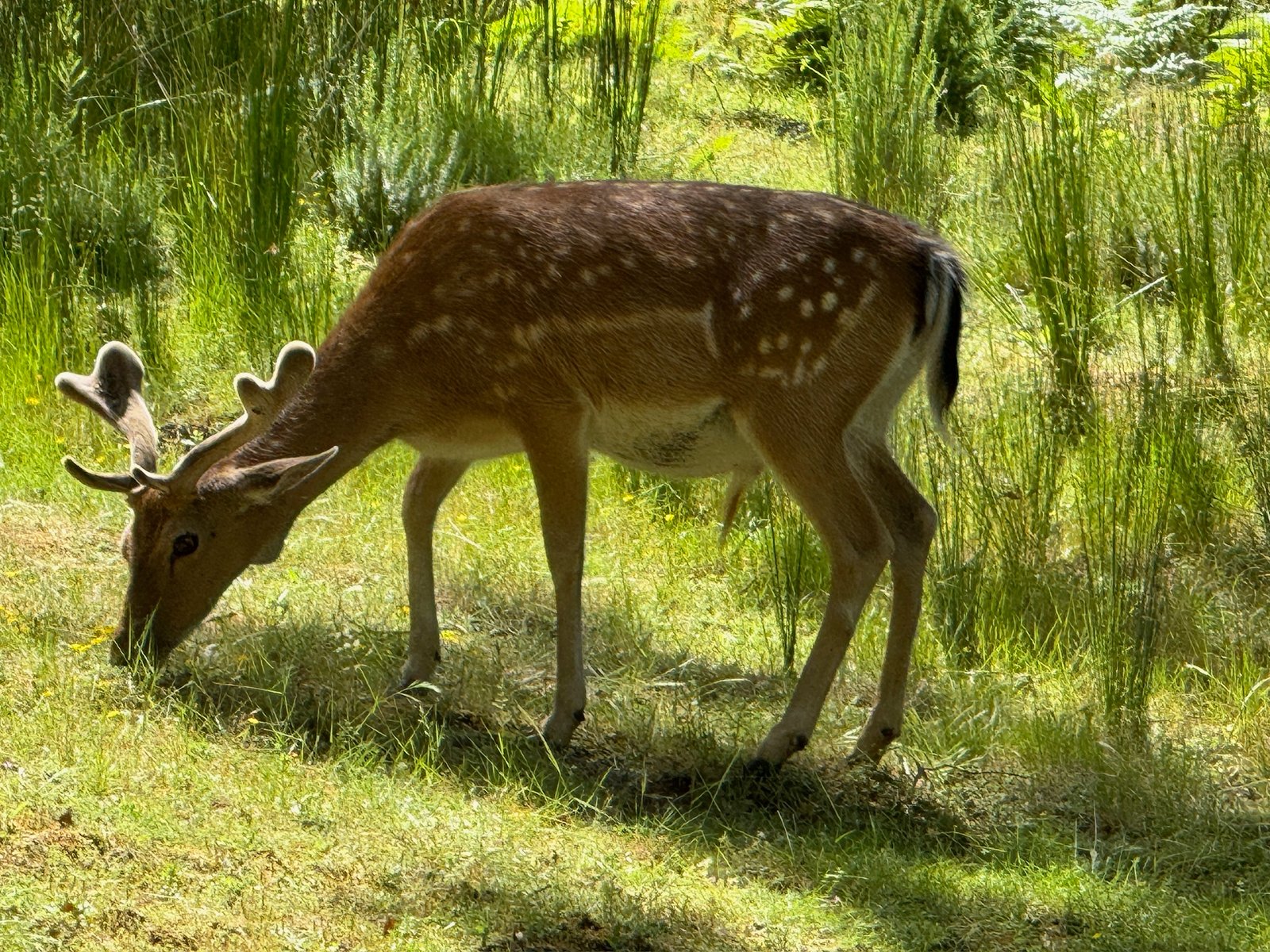 Animal Reserve and Ericeira