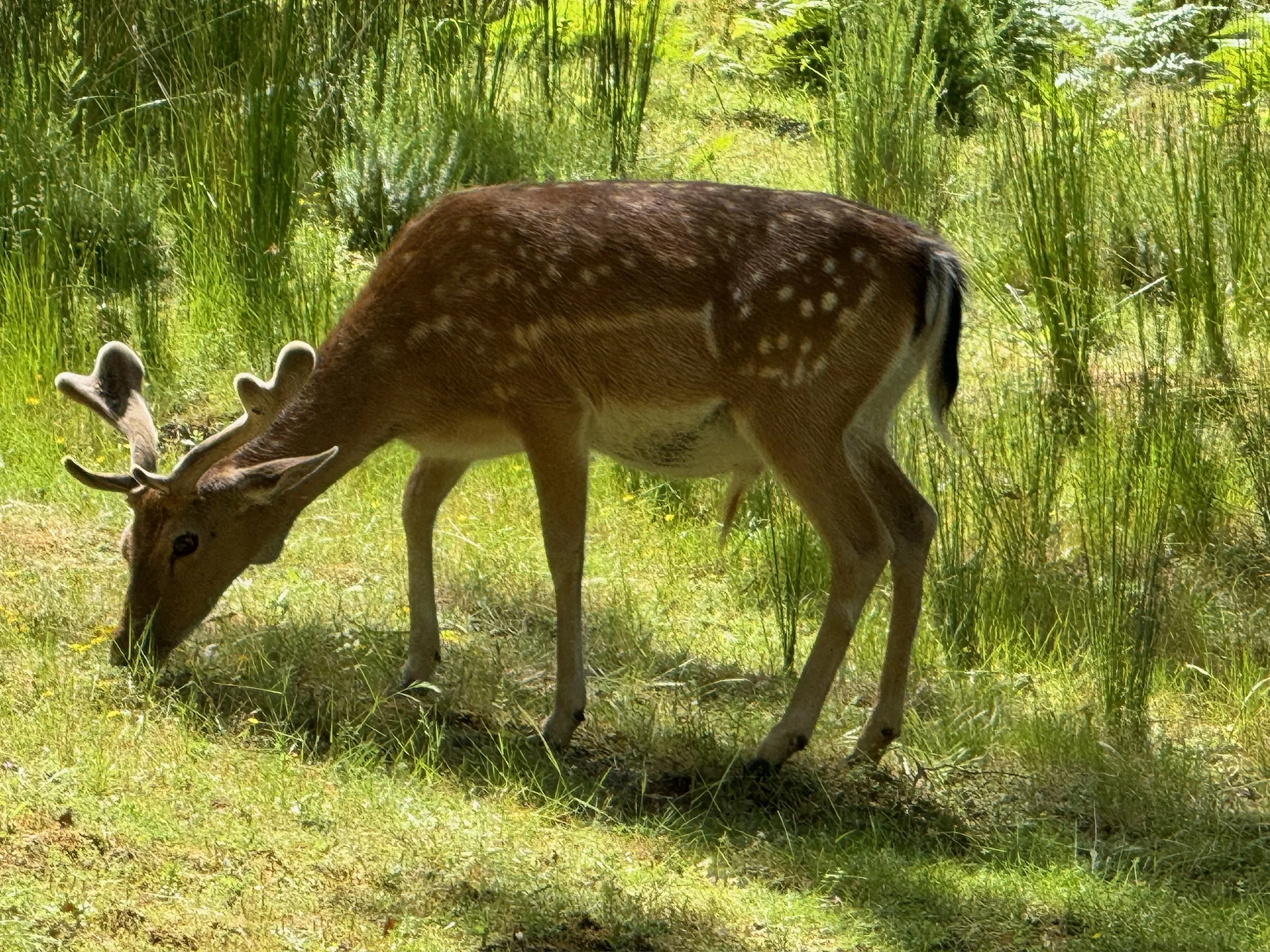 Animal Reserve and Ericeira