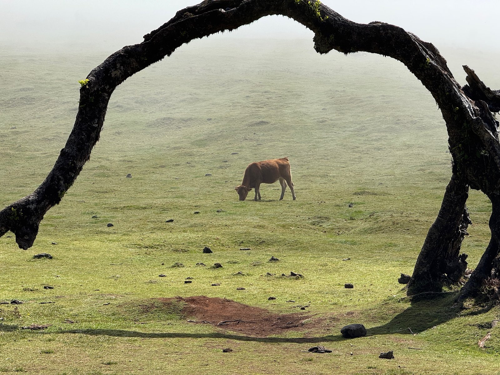 Into the Mist