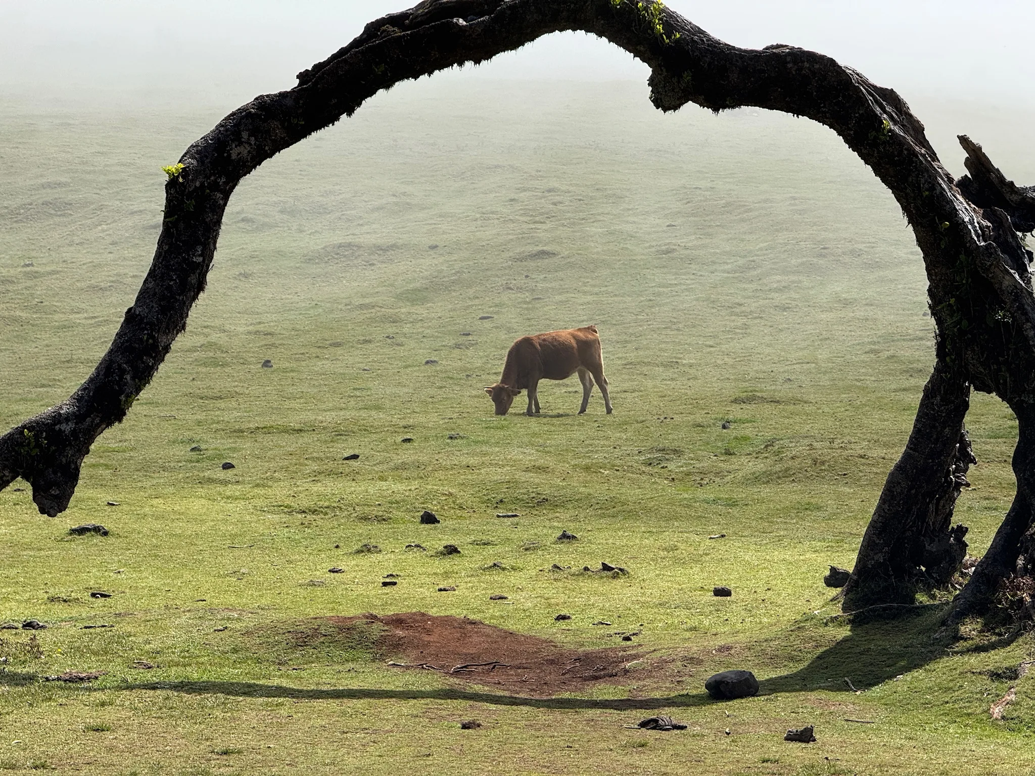 Into the Mist