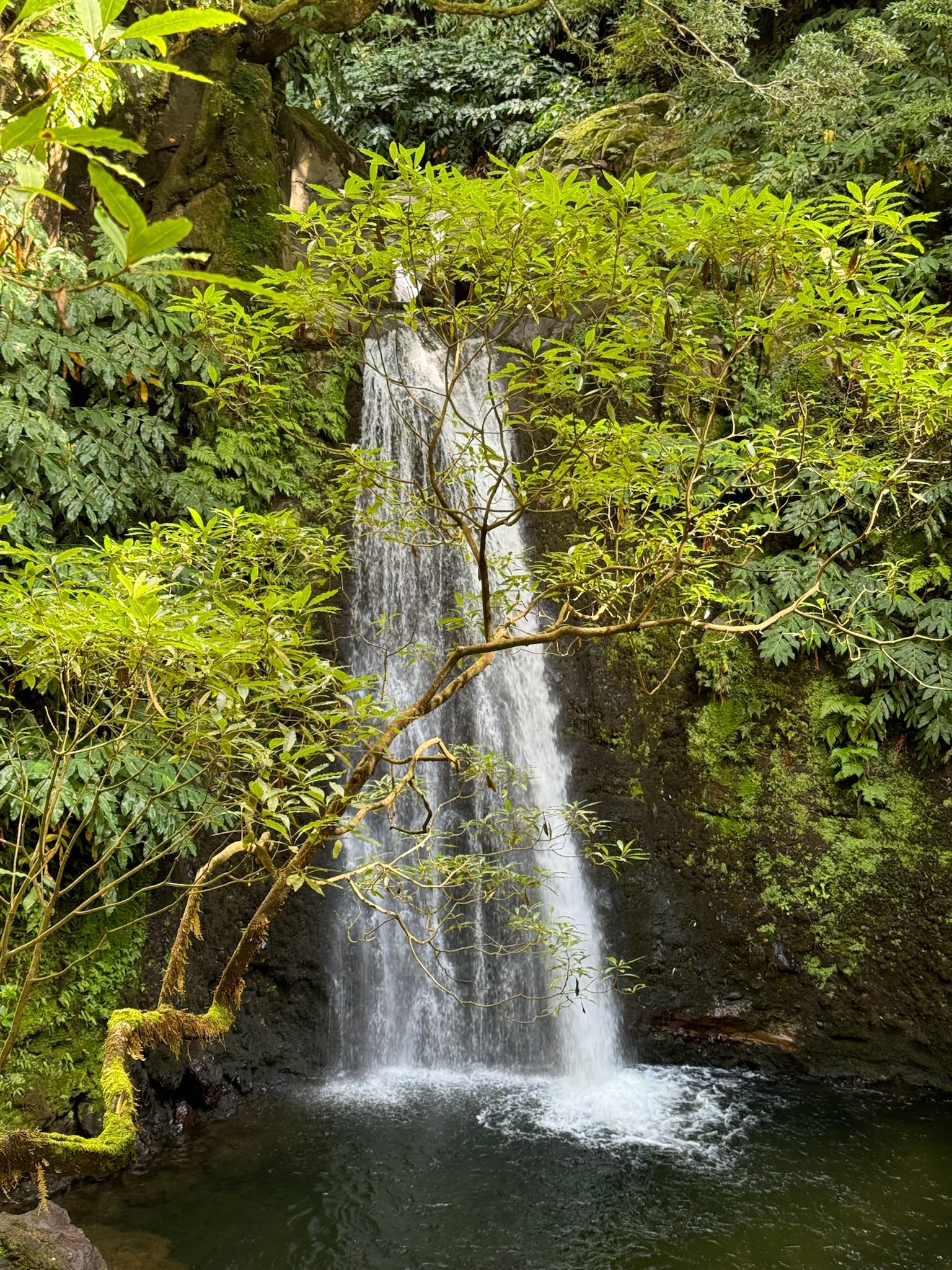 Taste of Eastern São Miguel