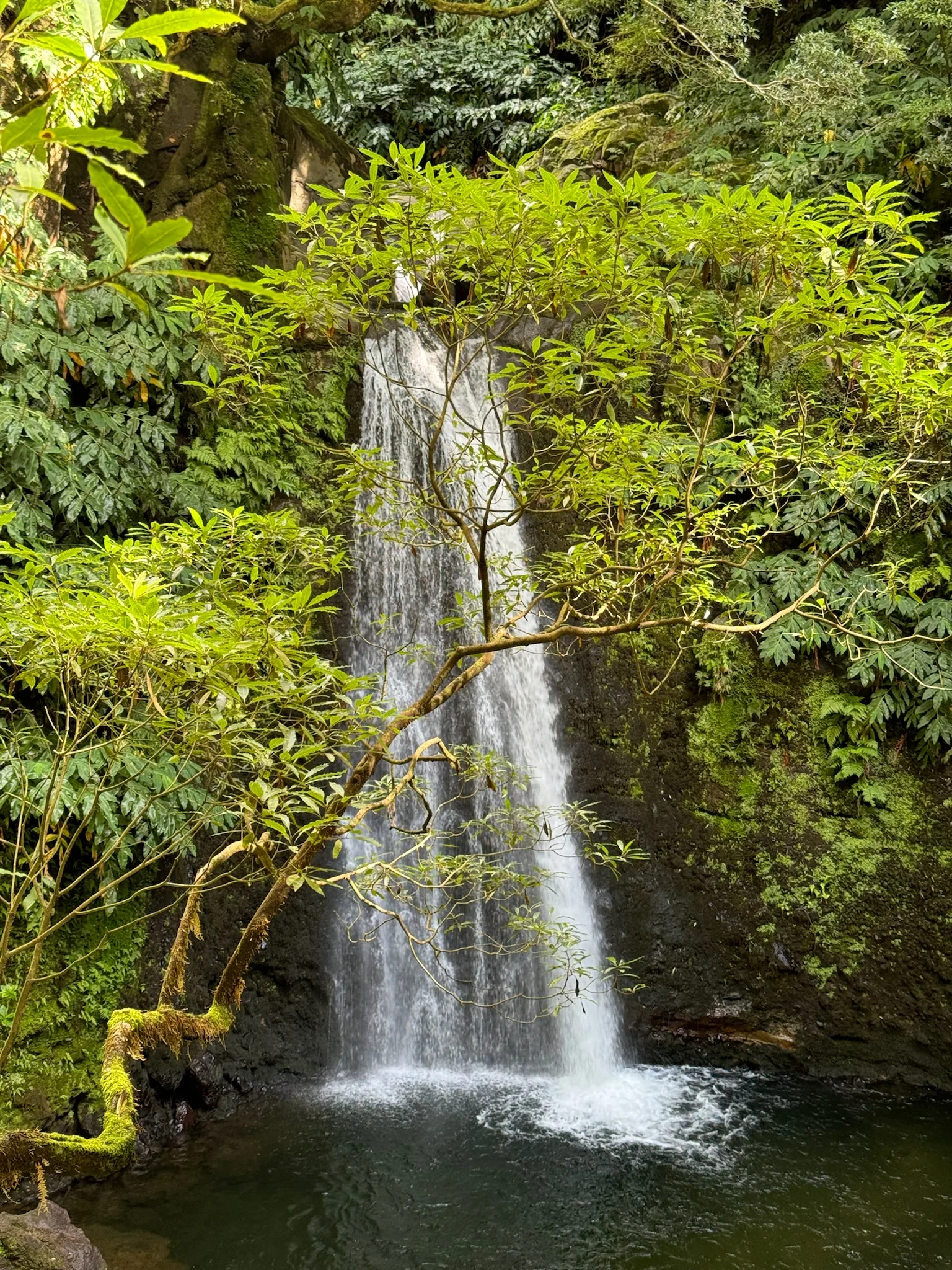 Taste of Eastern São Miguel