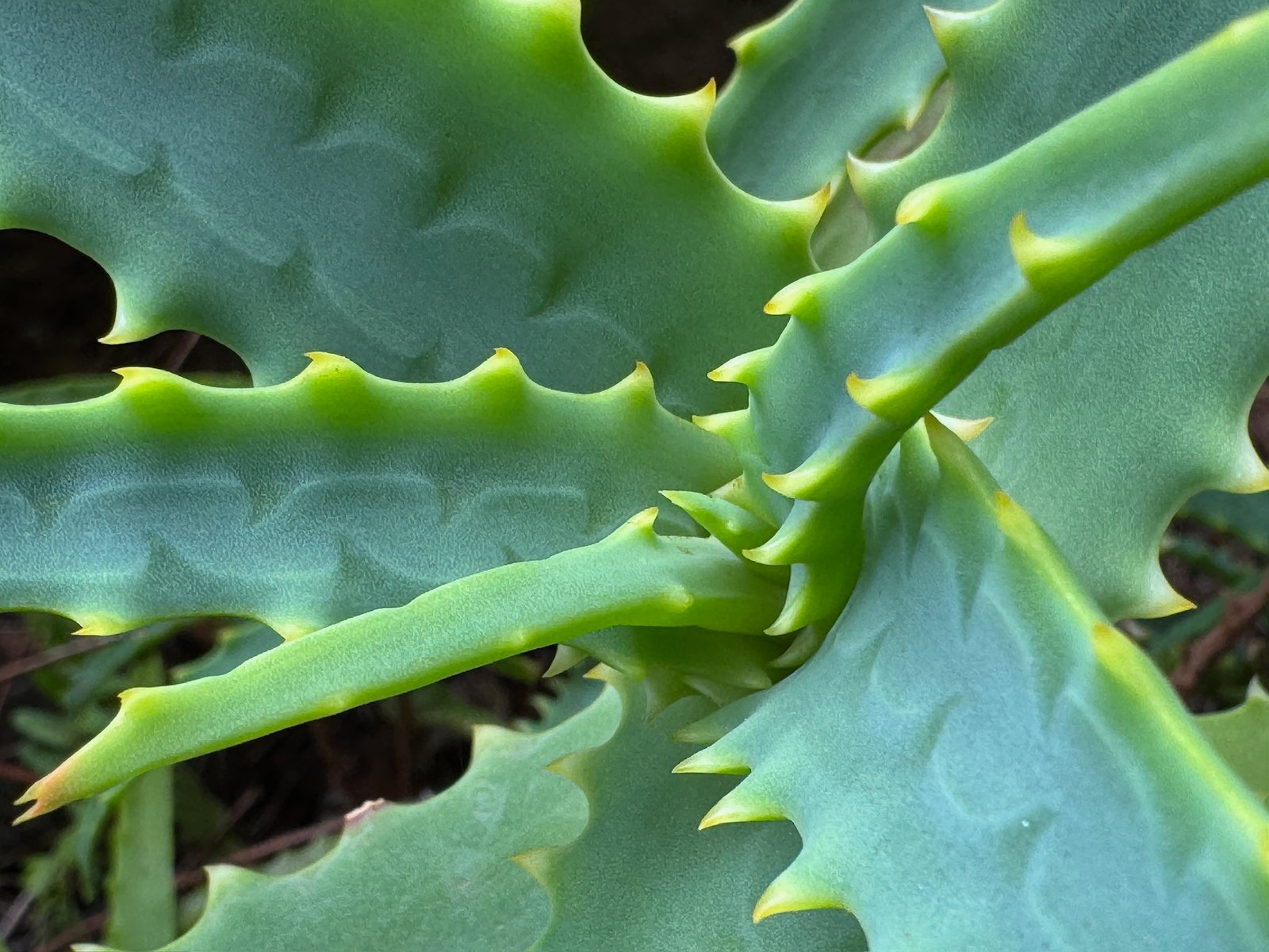 Radiating Botanically