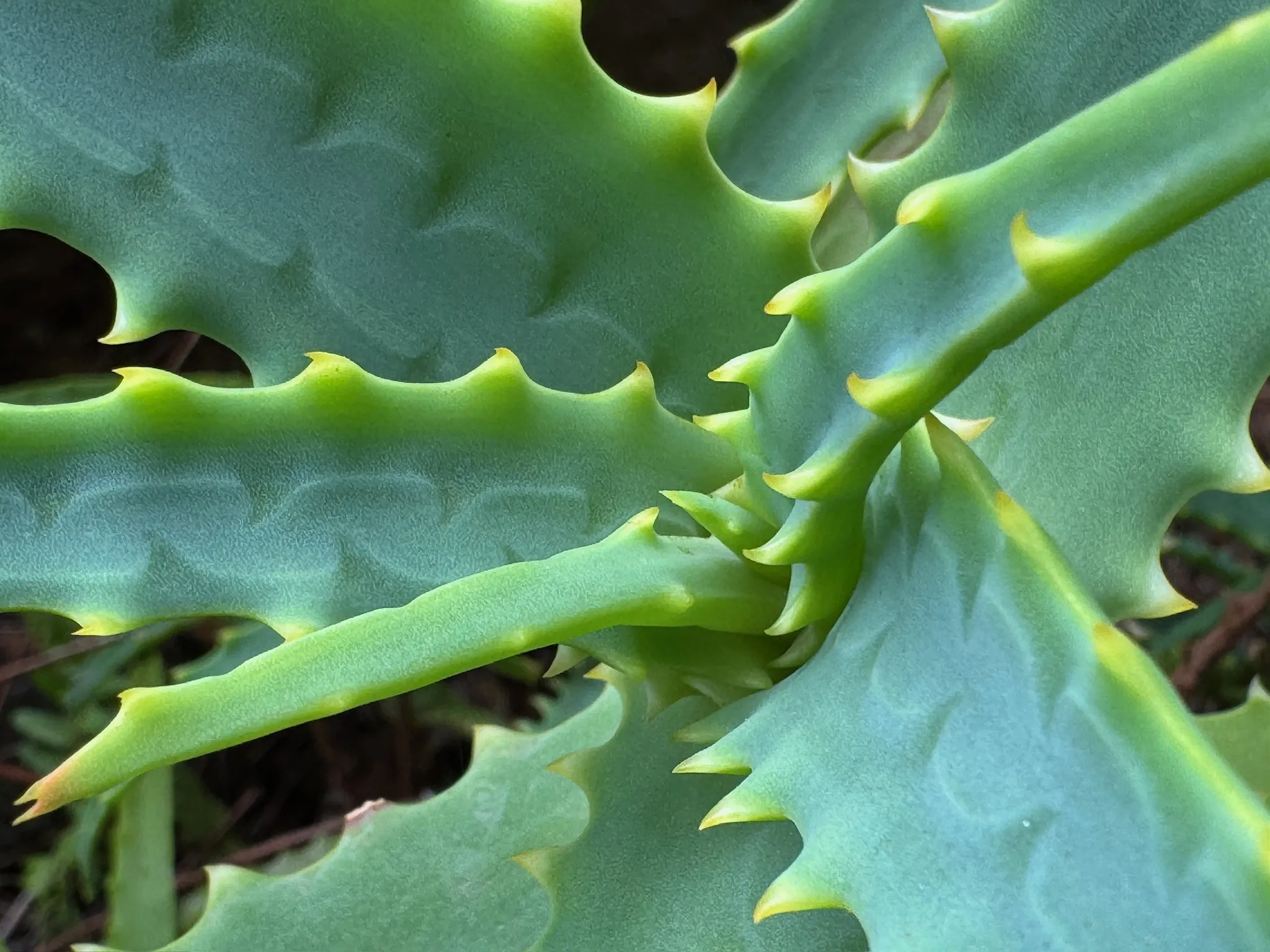 Radiating Botanically